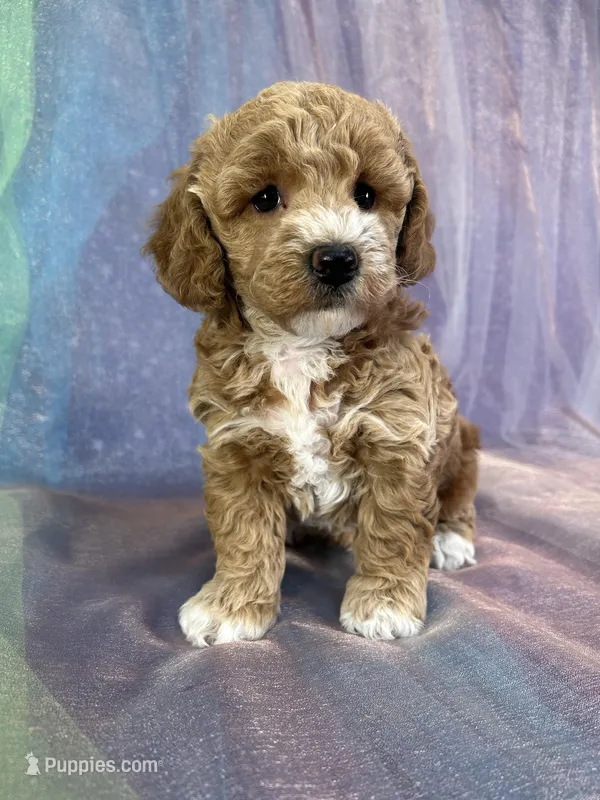 Female Bichon Poodle 2293 – Schnoodle puppy for sale in Joice, IA