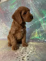 Male Mini Goldendoodle 2255 , a male Miniature Goldendoodle for sale in Joice, IA – Photo 6 of 10