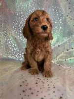 Male Mini Goldendoodle 2255 , a male Miniature Goldendoodle for sale in Joice, IA – Photo 8 of 10