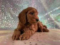 Male Mini Goldendoodle 2255 , a male Miniature Goldendoodle for sale in Joice, IA – Photo 2 of 10