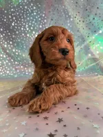 Male Mini Goldendoodle 2255 , a male Miniature Goldendoodle for sale in Joice, IA – Photo 3 of 10