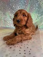 Male Mini Goldendoodle 2255 , a male Miniature Goldendoodle for sale in Joice, IA – Photo 5 of 10