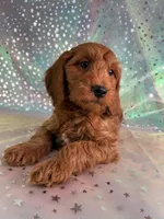 Male Mini Goldendoodle 2255 , a male Miniature Goldendoodle for sale in Joice, IA – Photo 4 of 10