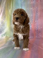 Female Bichon poo 2322 , a female Bichpoo for sale in Joice, IA – 8 of 10