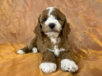 Male Cockapoo 2391, a male Cockapoo for sale in Joice, IA – 1 of 10