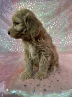 processed/9e52ed2b-da21-46fa-996b-ef8825d02374/listing/3fa05ca8-190c-4eda-9b8f-283466aa5d7b/792e7599-7bee-4d27-add2-0ddb2b7dd0d5