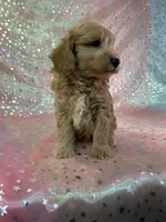 processed/9e52ed2b-da21-46fa-996b-ef8825d02374/listing/3fa05ca8-190c-4eda-9b8f-283466aa5d7b/81b46327-a13c-4431-b46a-ed90246b4ce6