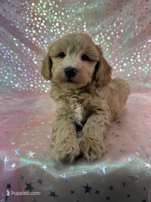 Male Mini Schnoodle 2045