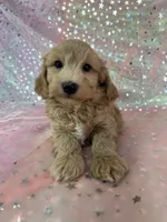 processed/9e52ed2b-da21-46fa-996b-ef8825d02374/listing/3fa05ca8-190c-4eda-9b8f-283466aa5d7b/c298637a-dcef-48a1-b320-d0aaadd6aa10