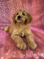 Female Cockapoo 2351, a female Cockapoo for sale in Joice, IA – 9 of 9