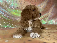 Male Cockapo 2392, a male Cockapoo for sale in Joice, IA – 9 of 10