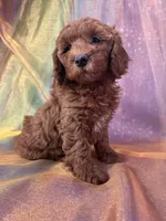Female Mini Goldendoodle 2295, a female Miniature Goldendoodle for sale in Joice, IA – 5 of 6