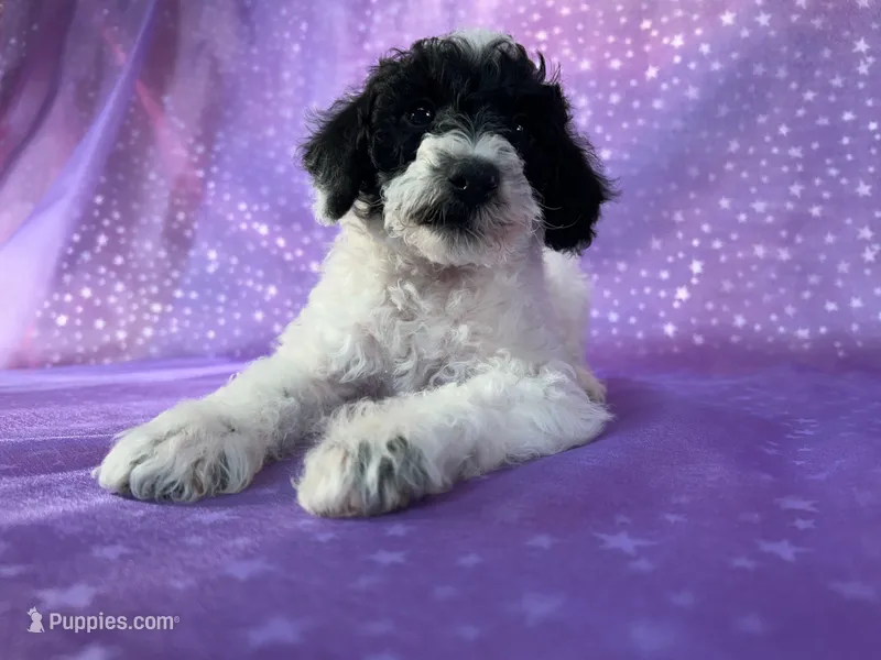 Male Schnoodle 2296 – Schnoodle puppy for sale in Joice, IA