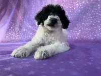 Male Schnoodle 2296, a male Schnoodle for sale in Joice, IA – 1 of 7