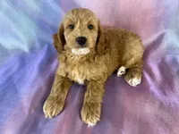 Male Cockapoo, a male Cockapoo for sale in Joice, IA – 9 of 9