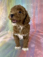 Female Bichon poo 2322 , a female Bichpoo for sale in Joice, IA – 7 of 10