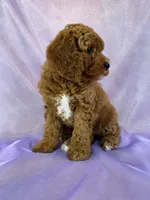Female Cockapoo 2307, a female Cockapoo for sale in Joice, IA – 8 of 8