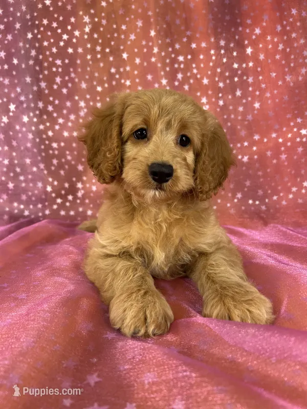 Female Cockapoo 2351 – Cockapoo puppy for sale in Joice, IA