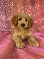 Female Cockapoo 2351, a female Cockapoo for sale in Joice, IA – 1 of 9