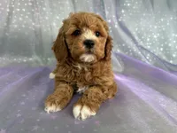 processed/9e52ed2b-da21-46fa-996b-ef8825d02374/listing/41567e3f-a8ec-4729-a012-ad3d64c30f12/234257ef-9504-463b-a212-489250485232