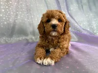 processed/9e52ed2b-da21-46fa-996b-ef8825d02374/listing/41567e3f-a8ec-4729-a012-ad3d64c30f12/354ec66f-00db-4aa3-94da-bb65abf9508f