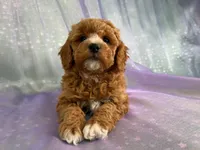 processed/9e52ed2b-da21-46fa-996b-ef8825d02374/listing/41567e3f-a8ec-4729-a012-ad3d64c30f12/475ea443-70ca-43c8-8da4-f9b092f2b363