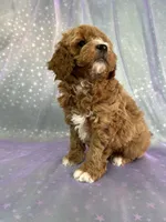 processed/9e52ed2b-da21-46fa-996b-ef8825d02374/listing/41567e3f-a8ec-4729-a012-ad3d64c30f12/900ebfd9-5154-44b5-a127-59a492603647