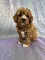 processed/9e52ed2b-da21-46fa-996b-ef8825d02374/listing/41567e3f-a8ec-4729-a012-ad3d64c30f12/d2e282ba-c721-41ec-9ea9-6235c9fae944