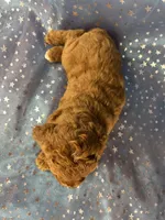 Female Cockapoo 2390, a female Cockapoo for sale in Joice, IA – 3 of 10