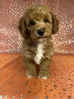 Male Bichon Poodle  2338, a male Bichpoo for sale in Joice, IA – 3 of 9