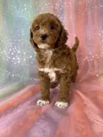 Female Bichon poo 2322 , a female Bichpoo for sale in Joice, IA – 5 of 10