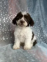 Male Schnoodle 2345, a male Schnoodle for sale in Joice, IA – 6 of 7