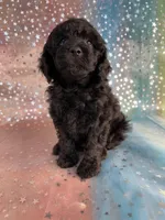 Female Poodle 2381, a female Poodle - Miniature  for sale in Joice, IA – 6 of 9
