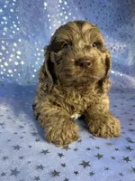Merle Cockapoo , a male Cockapoo for sale in Joice, IA – 6 of 9