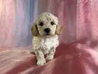 processed/9e52ed2b-da21-46fa-996b-ef8825d02374/listing/43b758dd-ed5f-4311-af5e-520a027ef3b9/0586685c-ed38-4c42-9e4f-7db8fa9f0e96