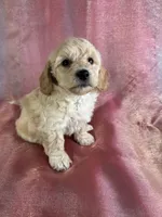 processed/9e52ed2b-da21-46fa-996b-ef8825d02374/listing/43b758dd-ed5f-4311-af5e-520a027ef3b9/2674b6dc-d488-40da-906e-9b22acdc729d