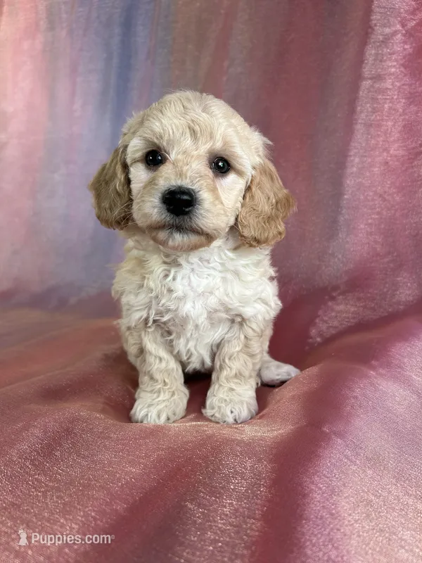 Female Bichon poo 2232