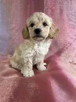 processed/9e52ed2b-da21-46fa-996b-ef8825d02374/listing/43b758dd-ed5f-4311-af5e-520a027ef3b9/a031f975-da8f-4583-ade2-346db126cf6a