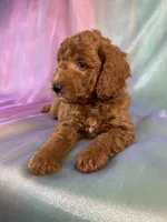 Male Mini Goldendoodle 2325 , a male Miniature Goldendoodle for sale in Joice, IA – 4 of 9
