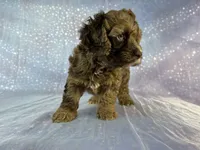 Male cockapoo 2315, a male Cockapoo for sale in Joice, IA – 10 of 10