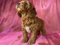 Female cockapoo 2393, a female Cockapoo for sale in Joice, IA – 9 of 9