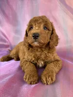Male Mini Goldendoodle 2325 , a male Miniature Goldendoodle for sale in Joice, IA – 5 of 9