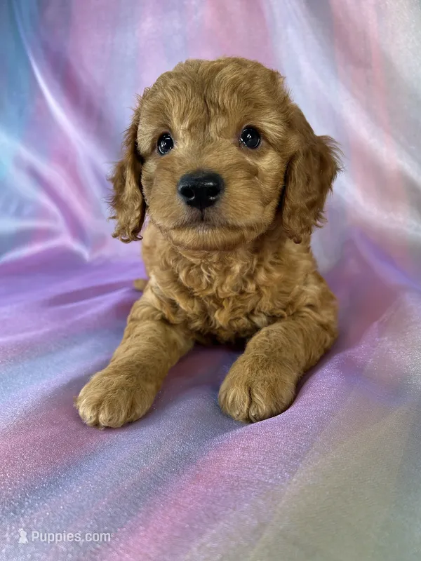 Male Mini Goldendoodle 2328 – Miniature Goldendoodle puppy for sale in Joice, IA