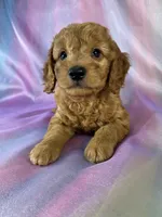 Male Mini Goldendoodle 2328, a male Miniature Goldendoodle for sale in Joice, IA – 1 of 9