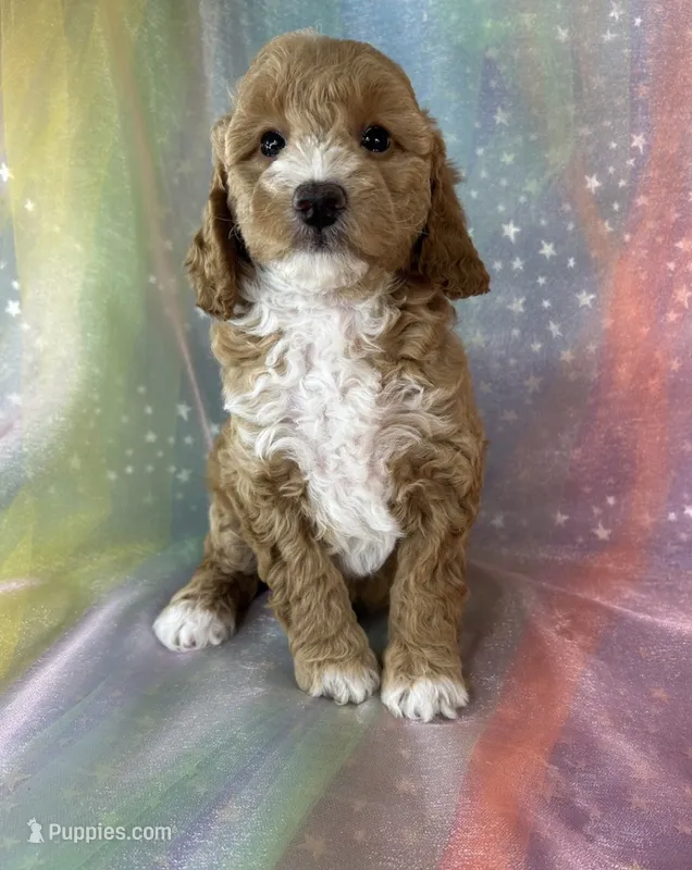Female bichon poodle  2321 – Bichpoo puppy for sale in Joice, IA