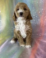Female bichon poodle  2321, a female Bichpoo for sale in Joice, IA – 1 of 1