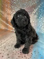 Female Poodle 2381, a female Poodle - Miniature  for sale in Joice, IA – 5 of 9
