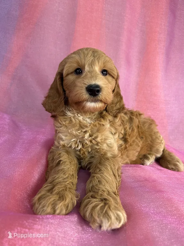 Male Schnoodle 2403 – Schnoodle puppy for sale in Joice, IA
