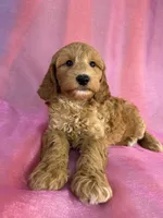 Male Schnoodle 2403, a male Schnoodle for sale in Joice, IA – 1 of 9