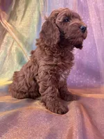 Female Mini Goldendoodle 2295, a female Miniature Goldendoodle for sale in Joice, IA – 4 of 6